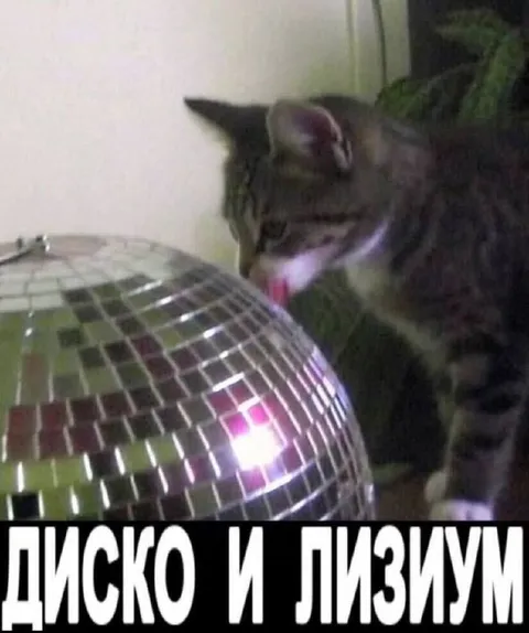 Кот лижет диско-шар