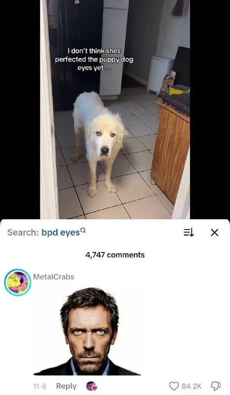 Dog Has BPD Eyes