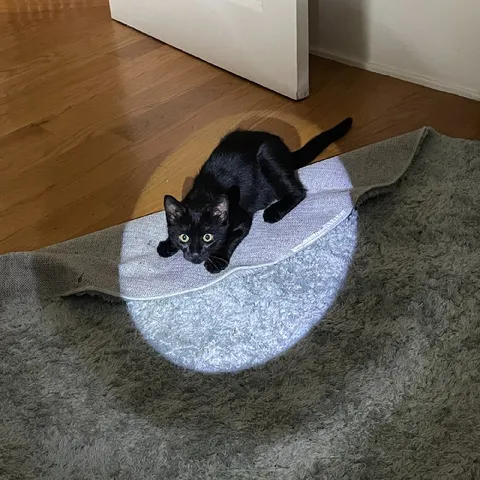 Кот пойман на месте преступления