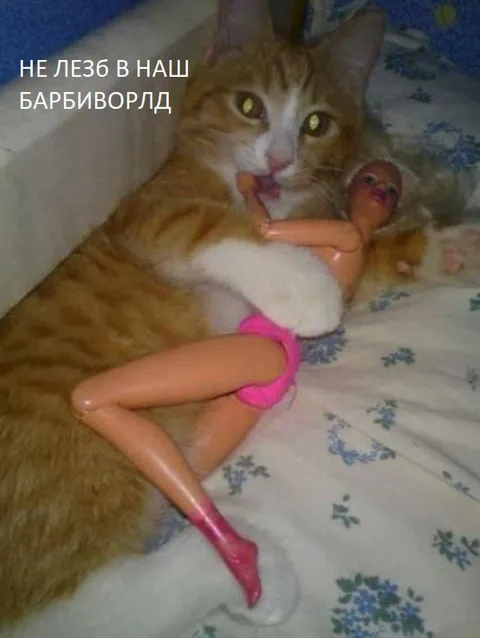 Кот не пускает в Баргиборлд