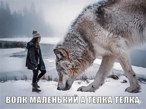 Маленький волк и телка