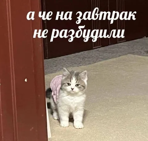 Котёнок у двери на завтрак