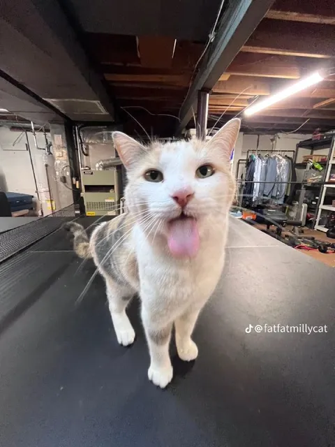 Кот с высунутым языком