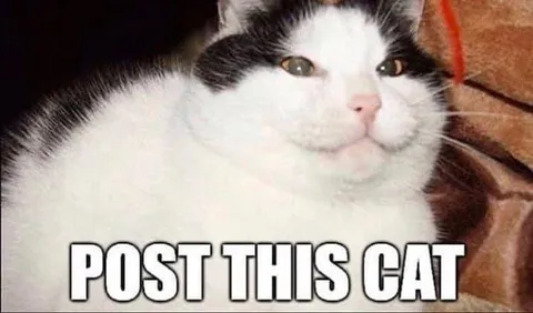 Post This Cat Meme