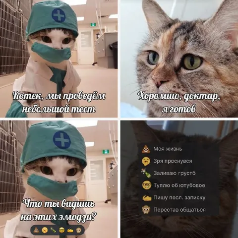 Кот на приёме у врача