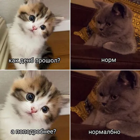 Как день прошёл у кота