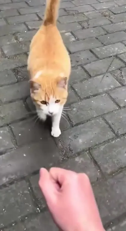 Кот подошёл и убежал
