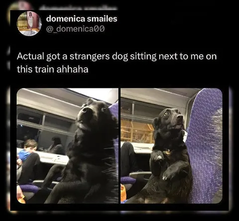Stranger's Dog on the Train