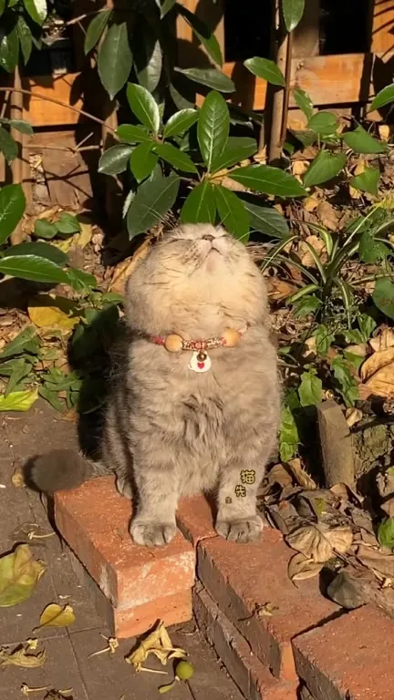 Кот наслаждается солнцем