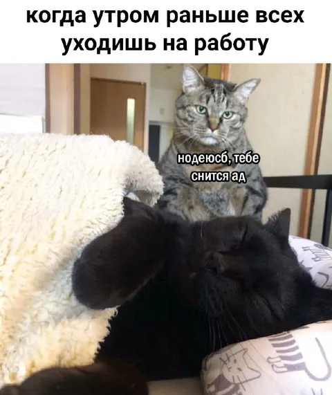 Кошка желает ад перед работой