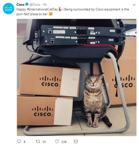 Cisco Cat Among Equipment