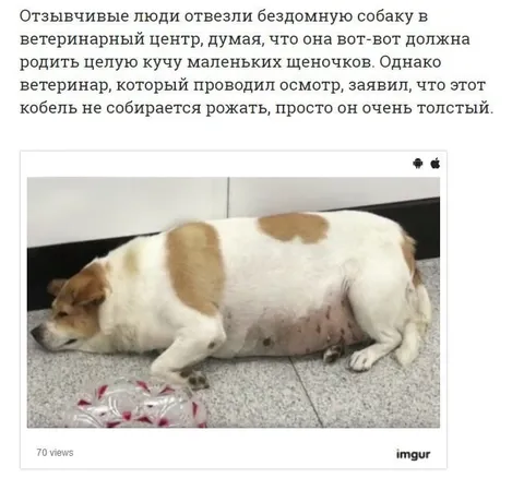 Собака думала, что беременна