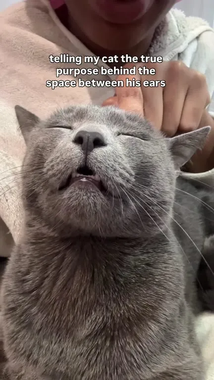 Explaining the Gap Between Cat's Ears