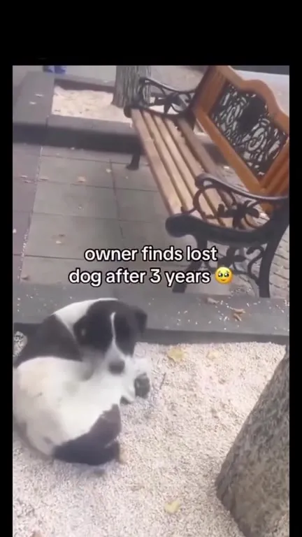 Lost dog turns out to be a cat