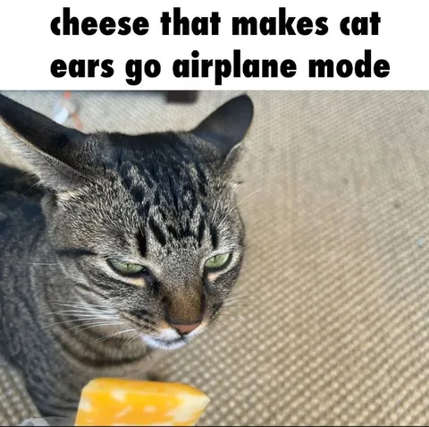 Cheese Airplane Mode Cat