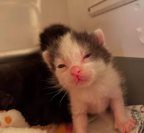 Сонный расстроенный котёнок