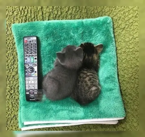 Котята смотрят телевизор