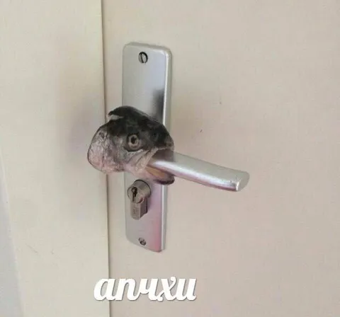 Рыба застряла в двери