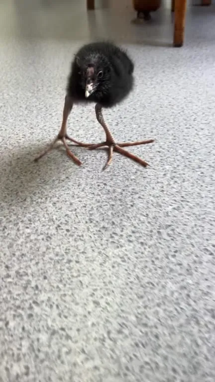 Tiny Chick With Giant Feet