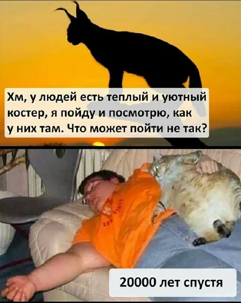 Кот у человеческого костра