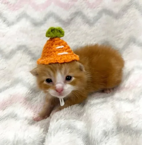 Котёнок в морковной шапочке
