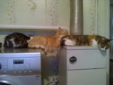 Коты устроились на технике