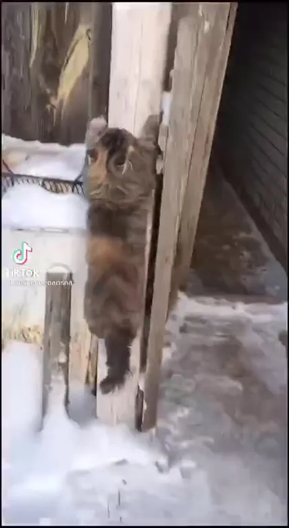 Коты захватывают столб и колени