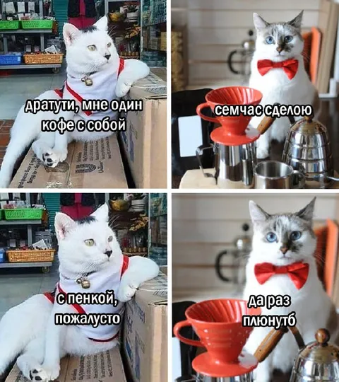 Кот заказывает кофе с собой