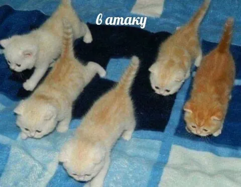 Котята идут в атаку
