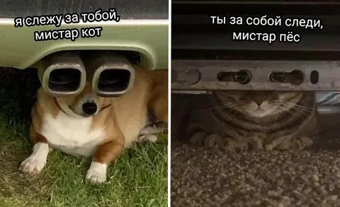 Мистер Кот следит за мистером Пёс