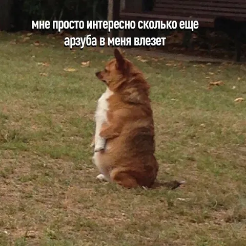 Сколько ещё арбуза влезет