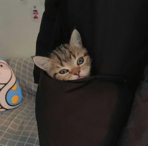 Котёнок в кармане