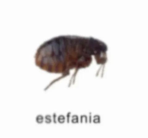 Estefania la pulga
