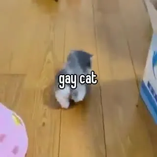 Gay Cat Walking to Meow