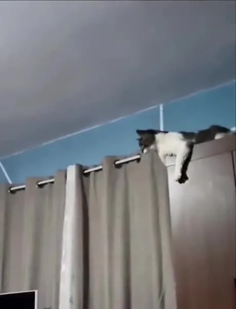 Мужчина пытается снять кота