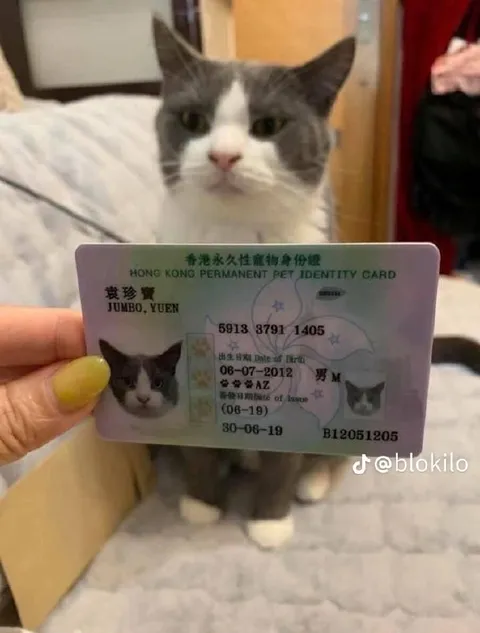 Cat With a Pet Identity Card