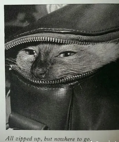 Cat Zipped Up With Nowhere to Go