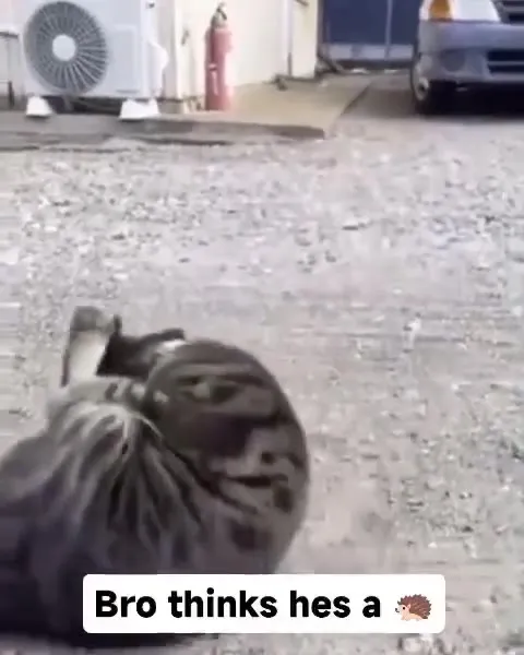 Cat Thinks He Has a Hedgehog