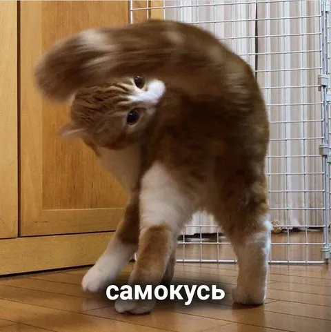 Кот сам себя кусает