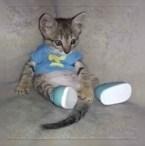 Котёнок в голубой одежде