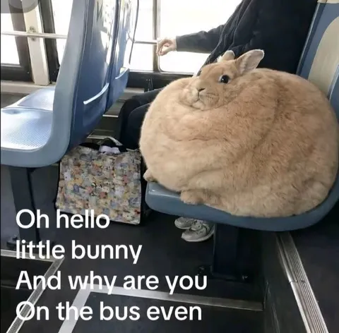 Bunny on the Bus
