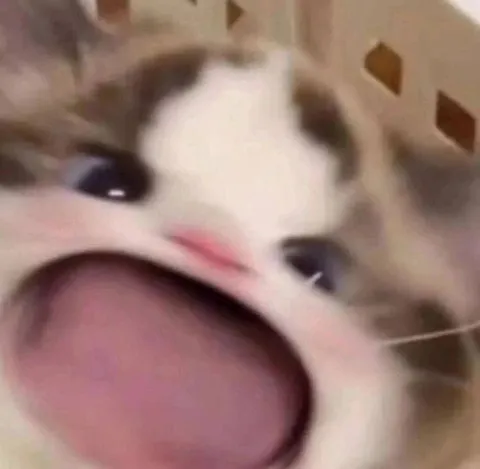 Кот показывает язык