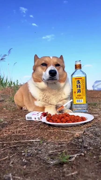 狗狗独自喝酒吃辣条