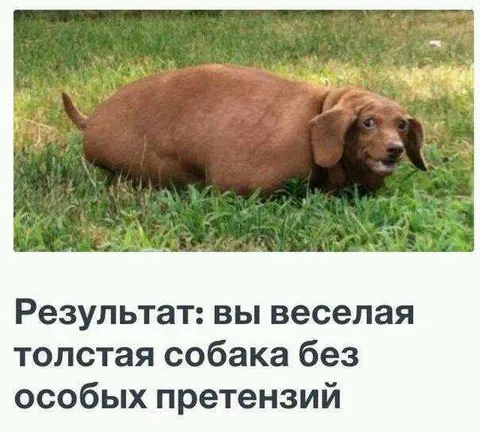 Весёлая толстая собака