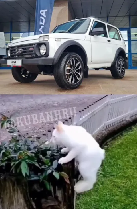 Нива и убегающий кот