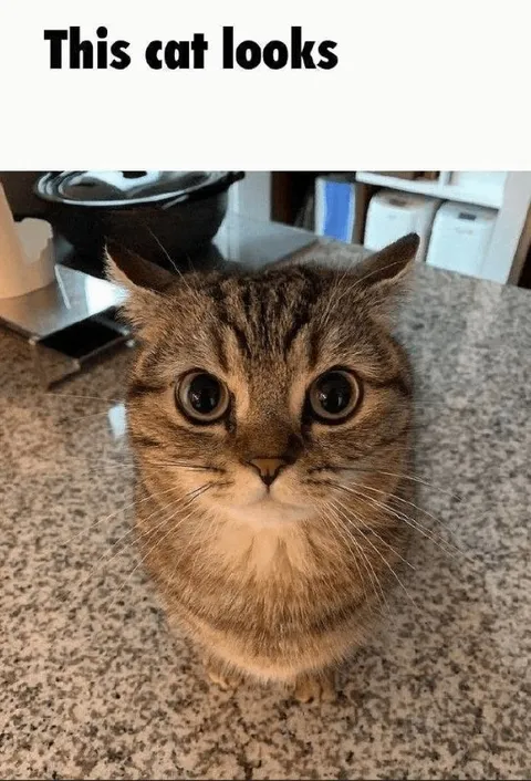This Cat Looks