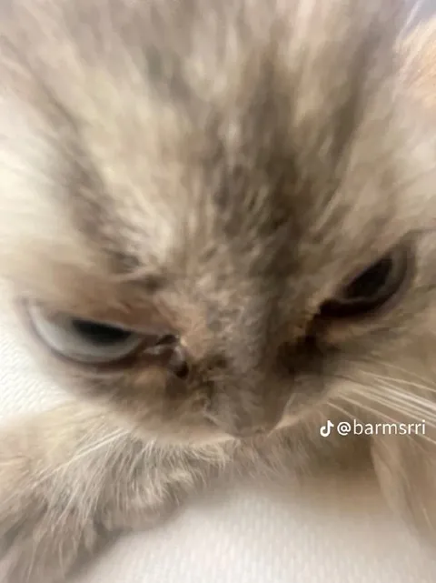 Сонный сердитый кот
