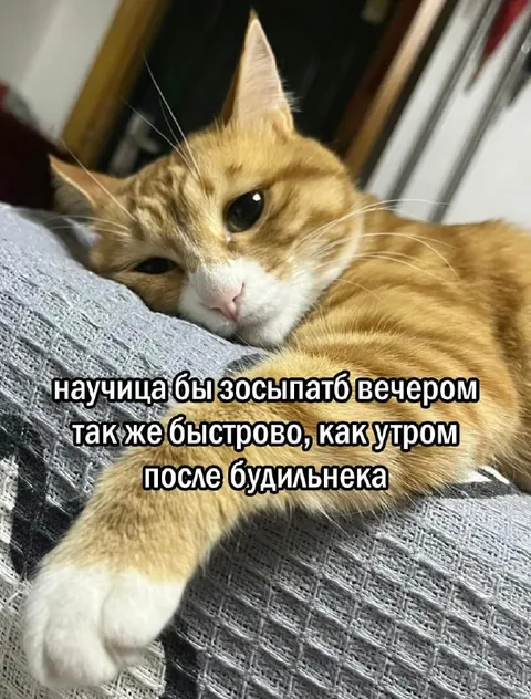 Кот после будильника