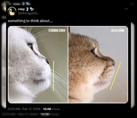 Strong Chin Weak Chin Cats