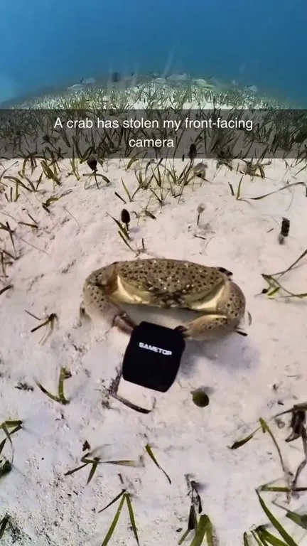 Crab Steals the Camera
